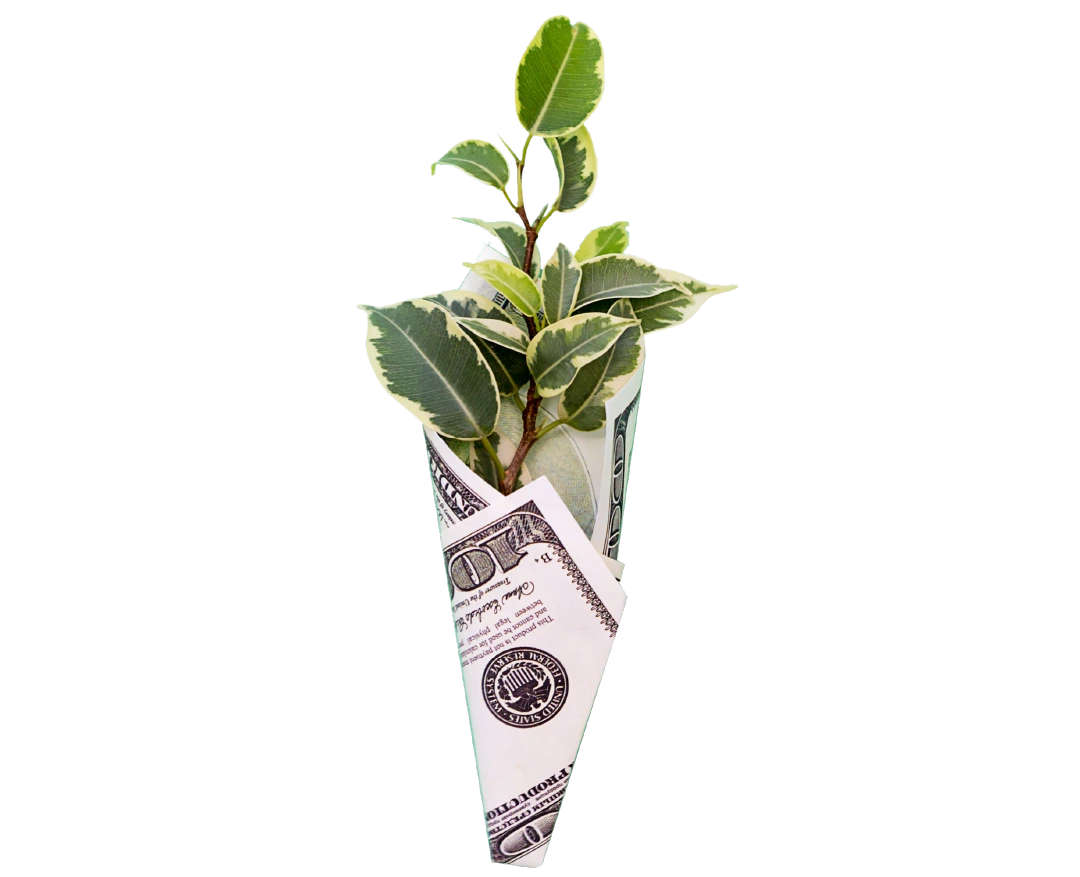 Planta en un cono de papel hecho con dinero.